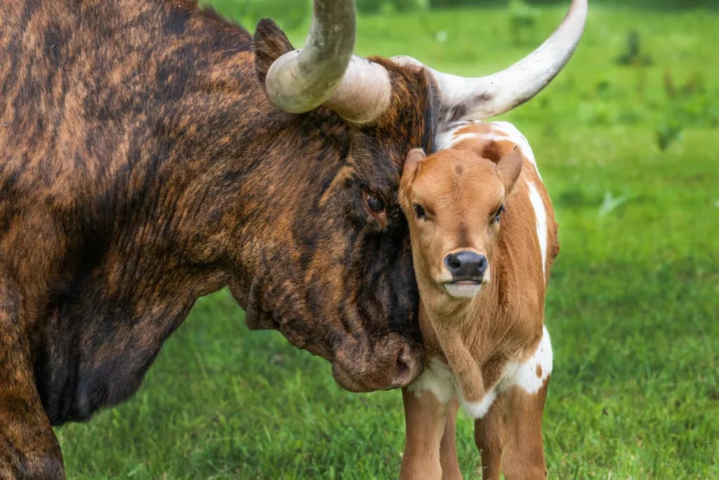 Gentle Embrace