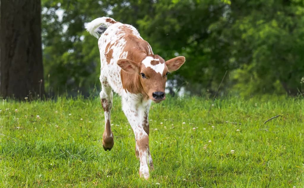 Spotted Calf Stroll
