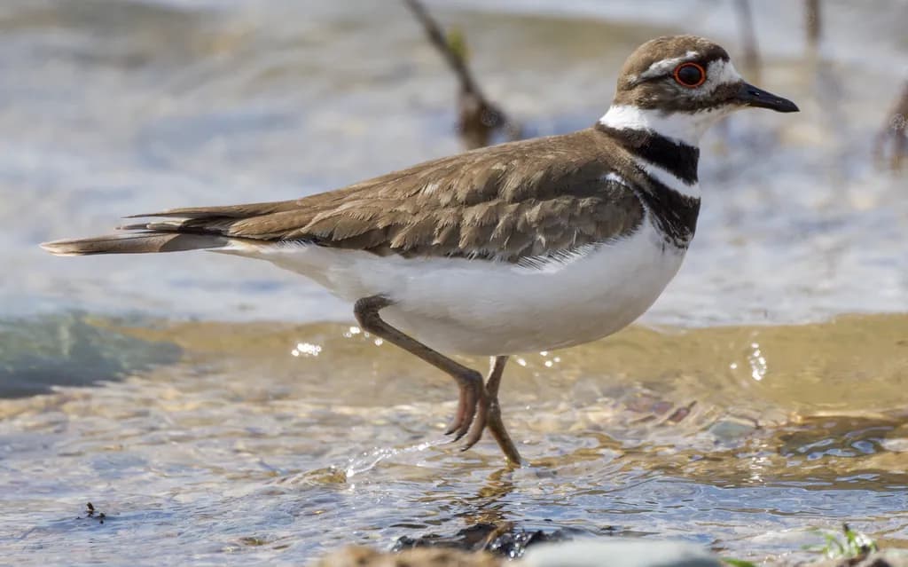 Ringed Plover Stroll