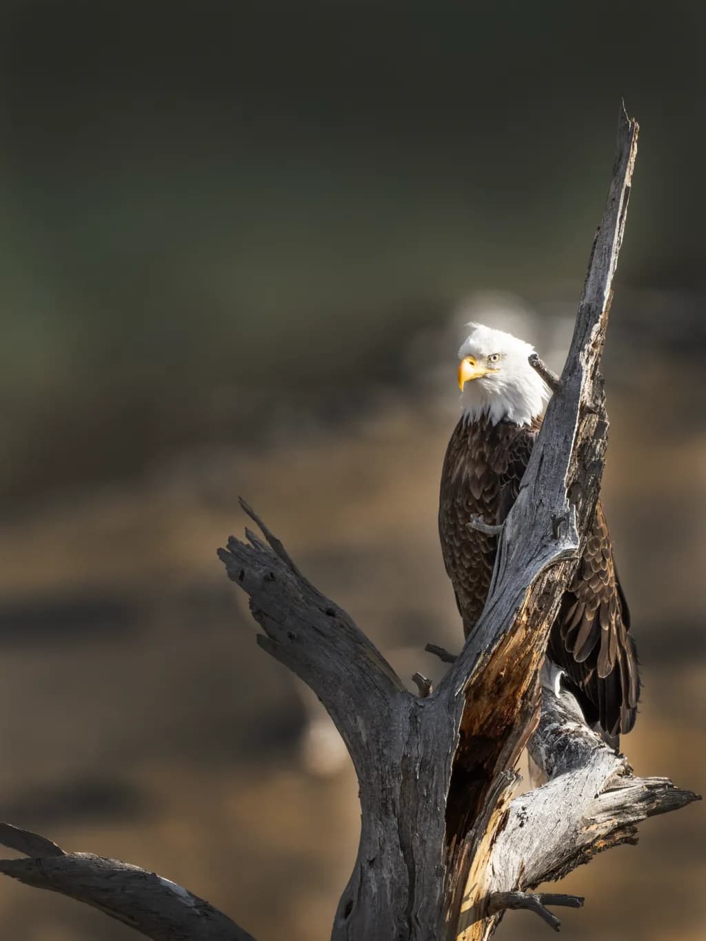 Perched Sentinel