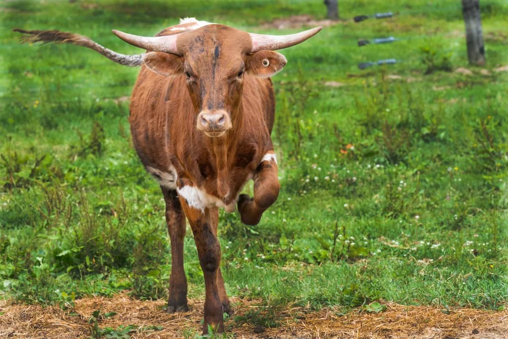 Longhorn Stride