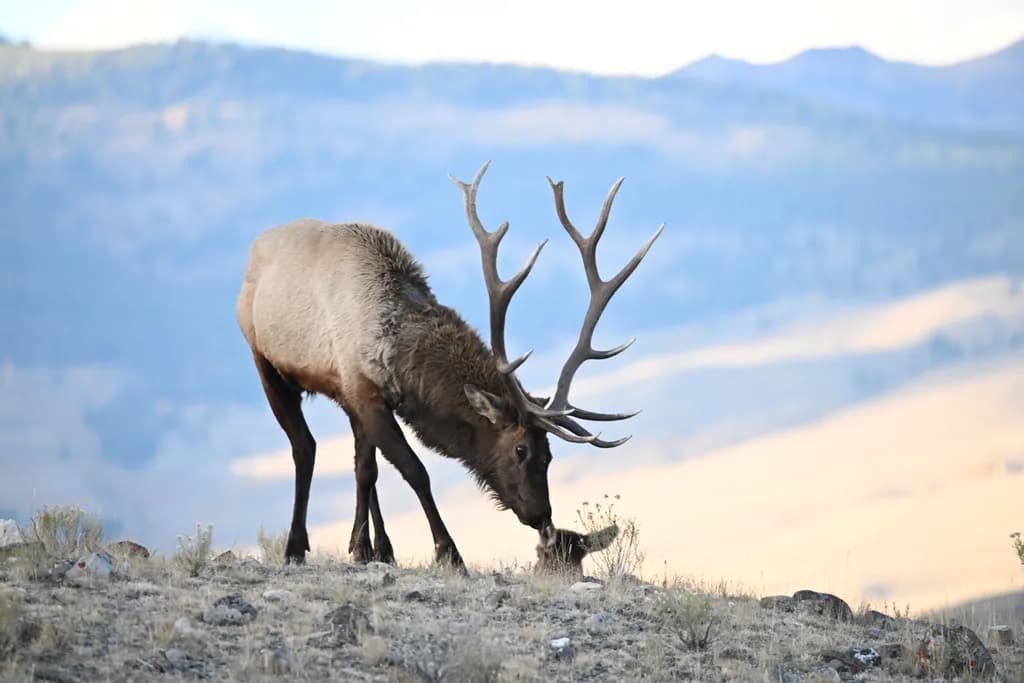 Grazing Majesty