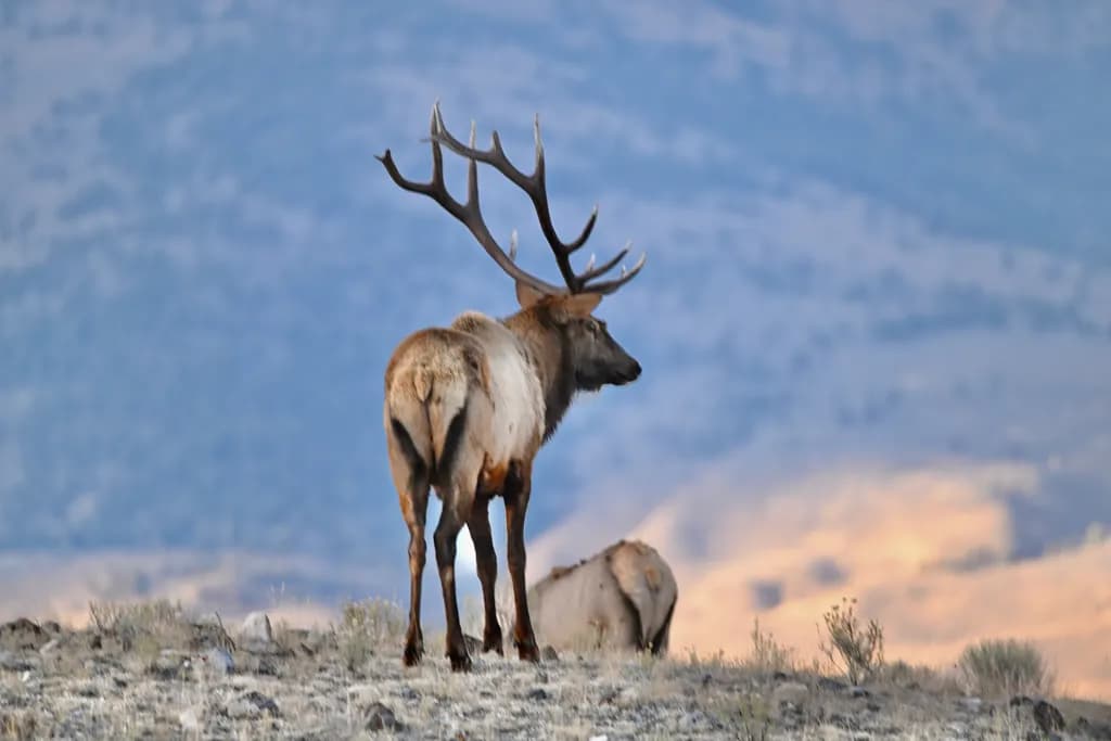 Desert Elk Vigil