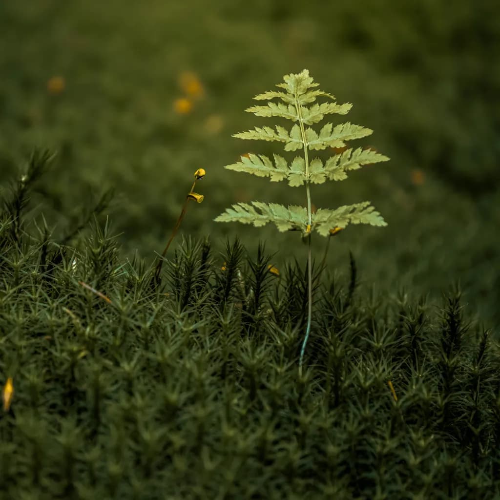 Whispers of Green: A Fern's Solitary Elegance Amidst Nature's Embrace