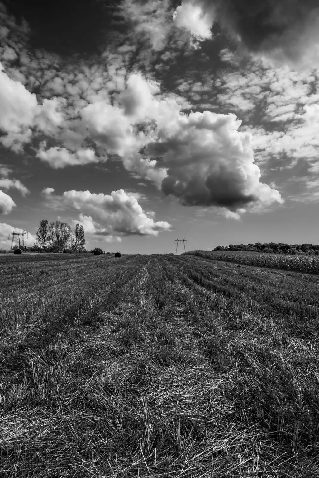 Whispers of the Sky: A Black and White Landscape Journey Through Fields and Clouds
