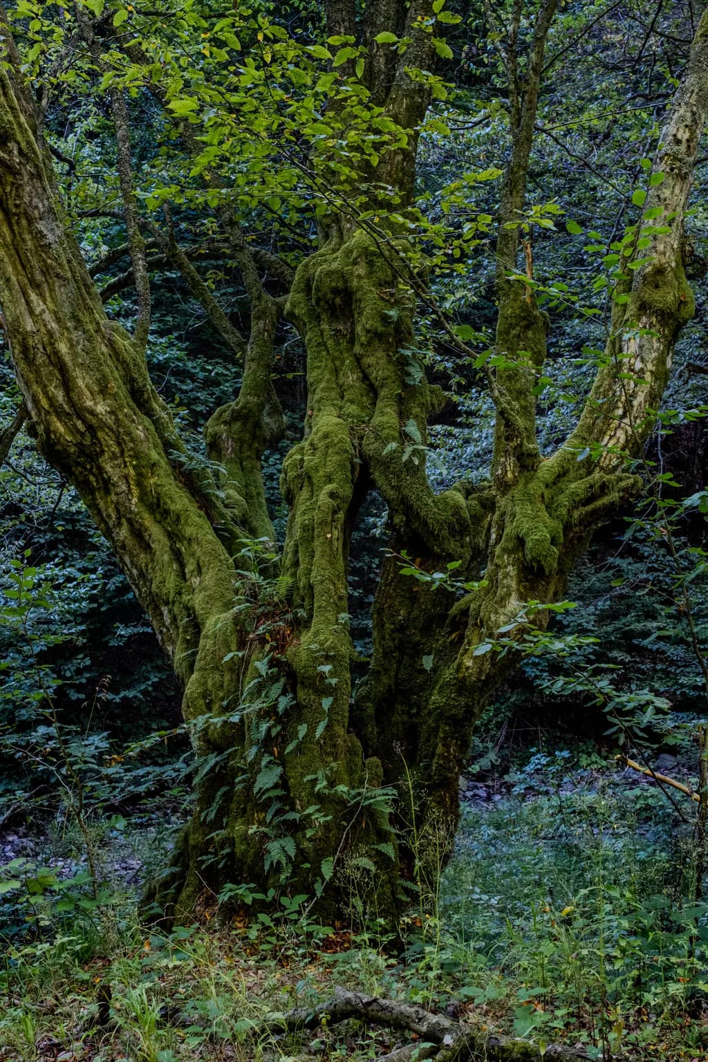 Whispers of the Ancient Grove: A Journey Through Time and Nature's Embrace