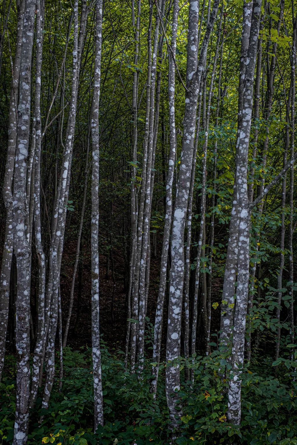 Whispers of the Forest: A Serene Dance of Light and Shadow Among the Trees