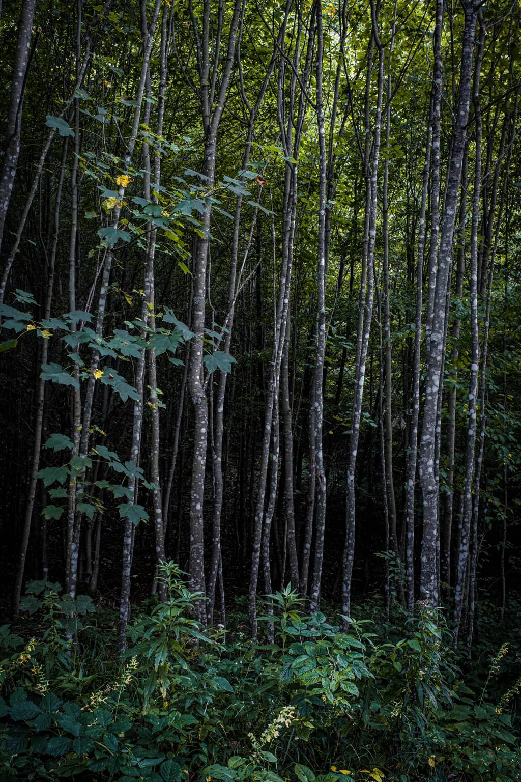 Whispers of the Forest: A Dance of Shadows and Greenery