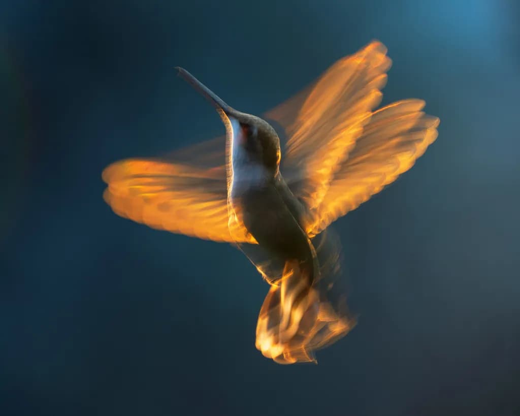 Hummingfire