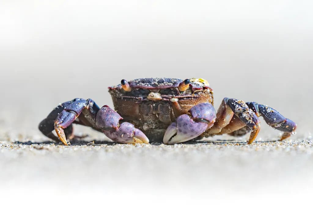 C'mon Get Crabby