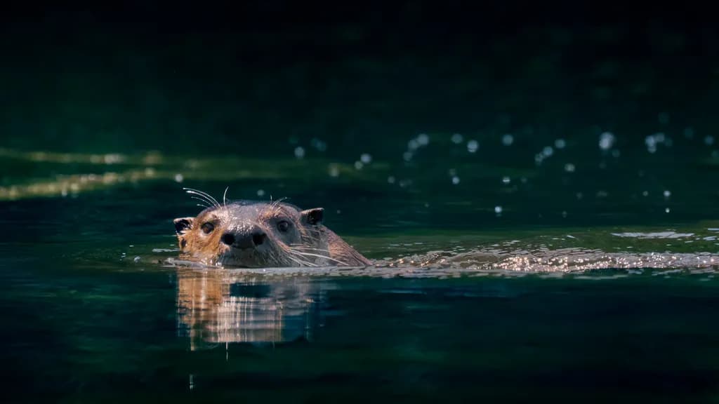 Otterly Curious