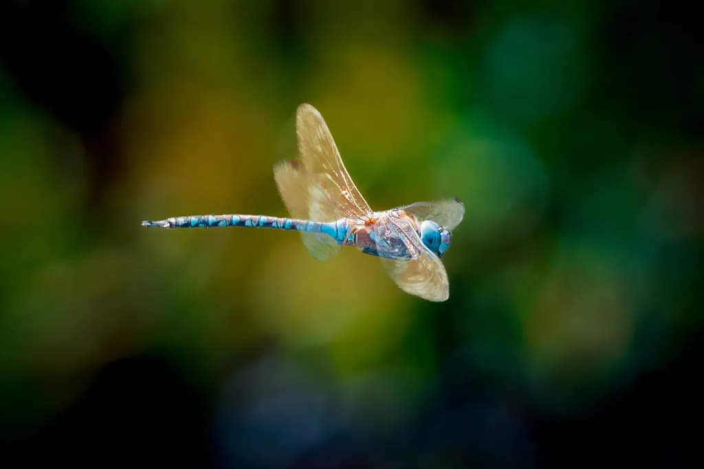 Blue Dragonfly Flight