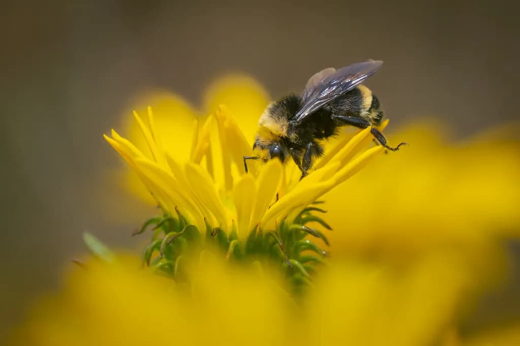 Bumblebee on Blossom