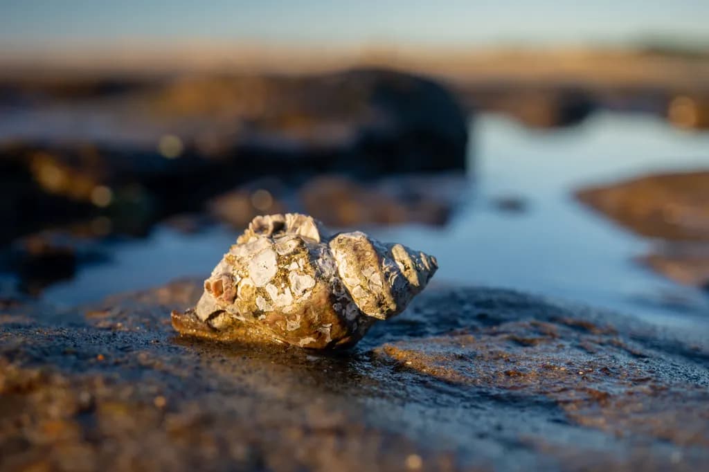 She Sells Seashells #3