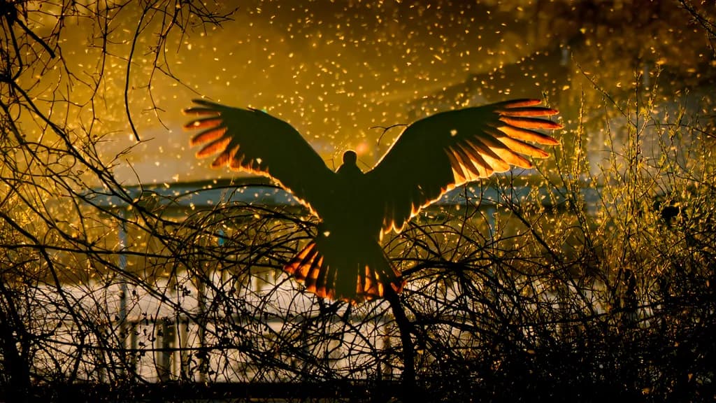 Turkey Vulture Twilight