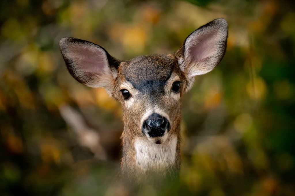 Young Buck