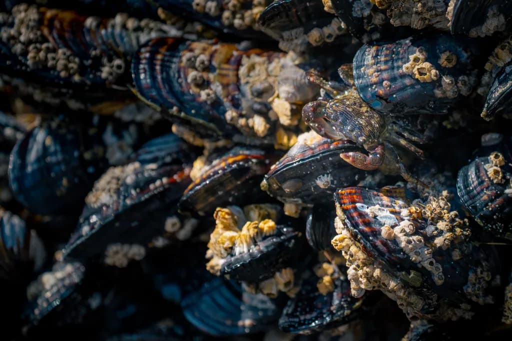 Camouflaged Crab