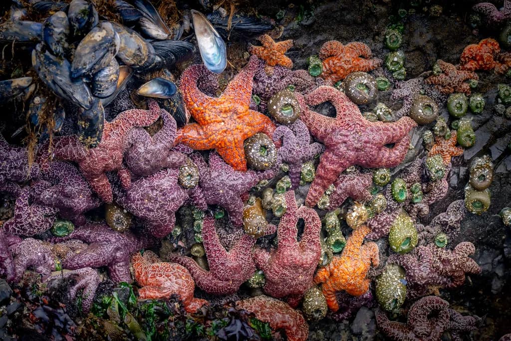 Tidepool Gathering