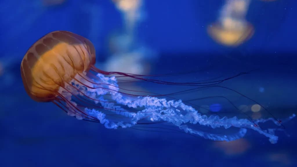 Sea Nettle #3