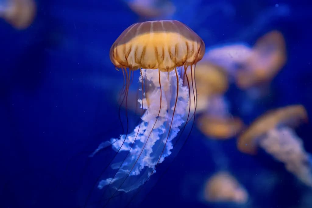 Sea Nettle #1