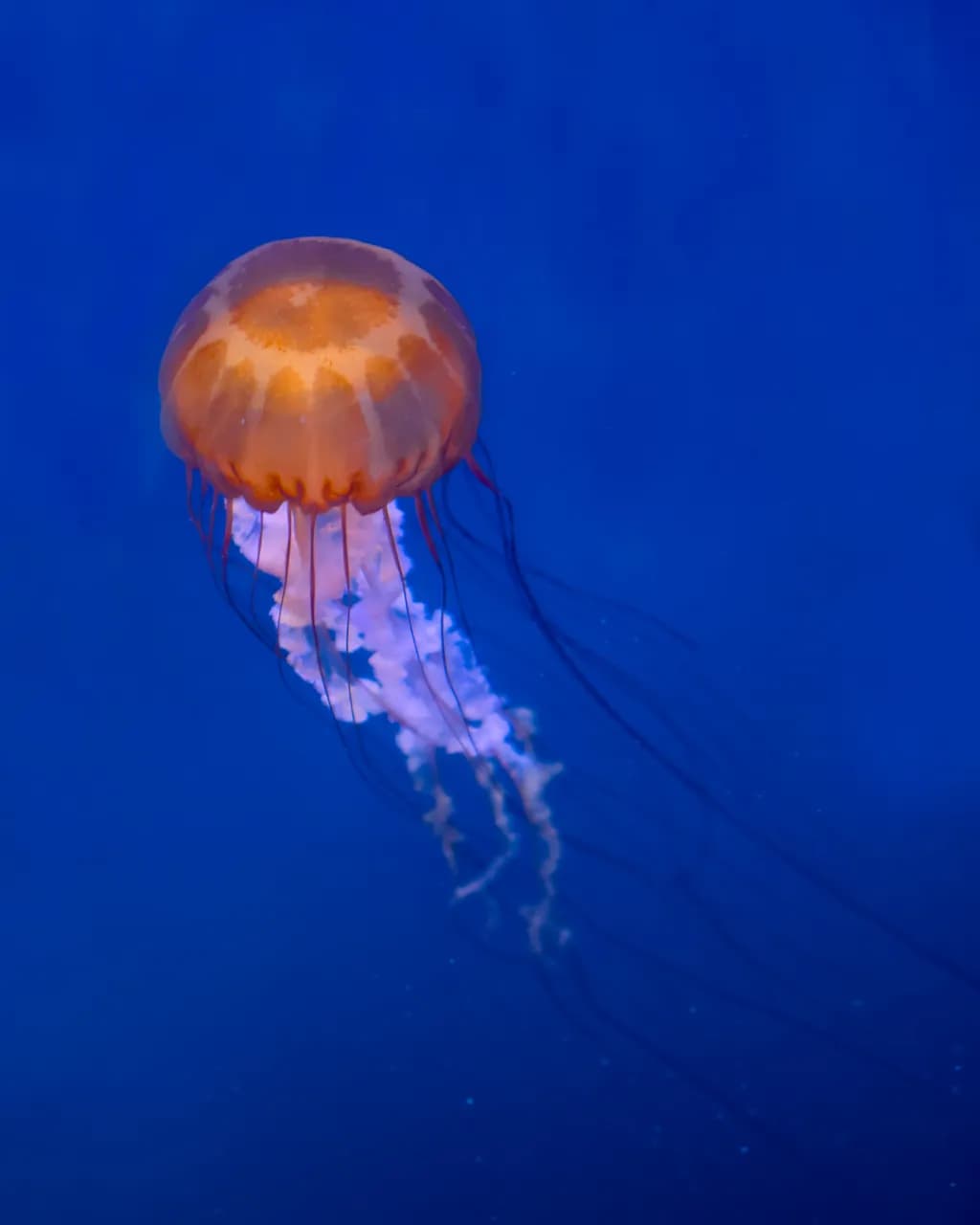 Sea Nettle #2
