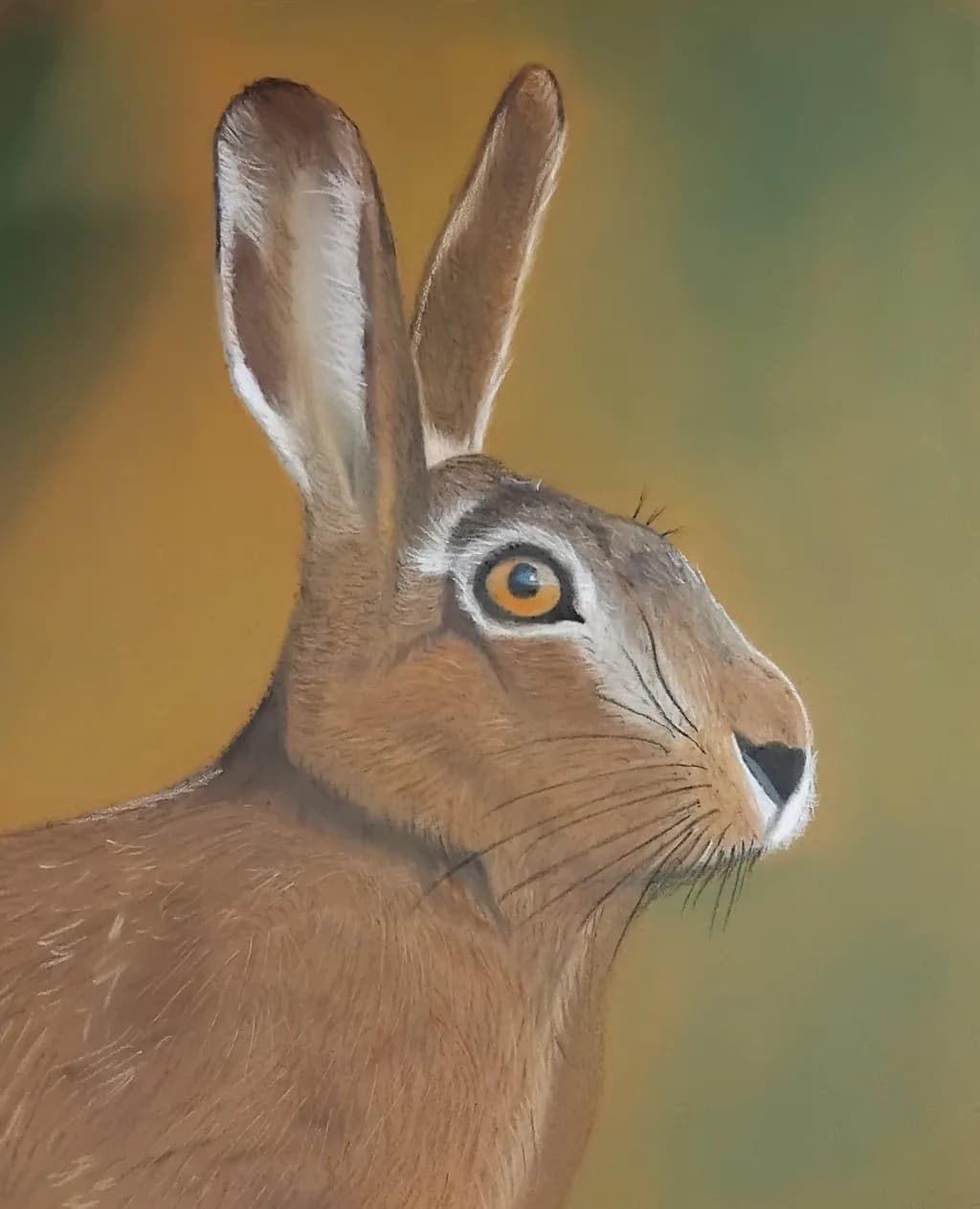 Alert Hare