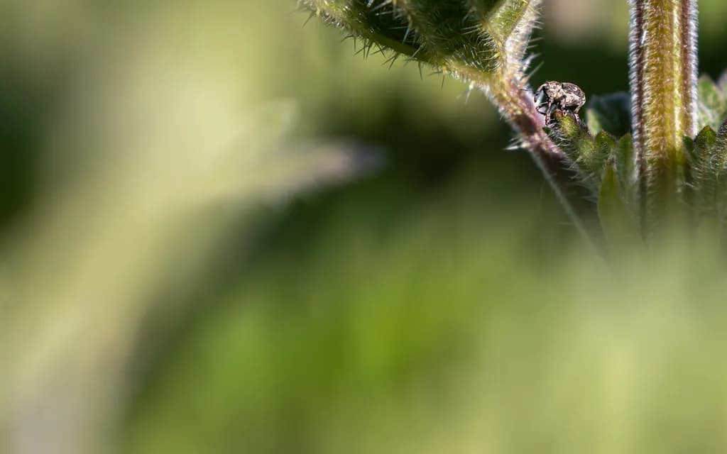 Whispers of Nature: A Tiny World in Focus