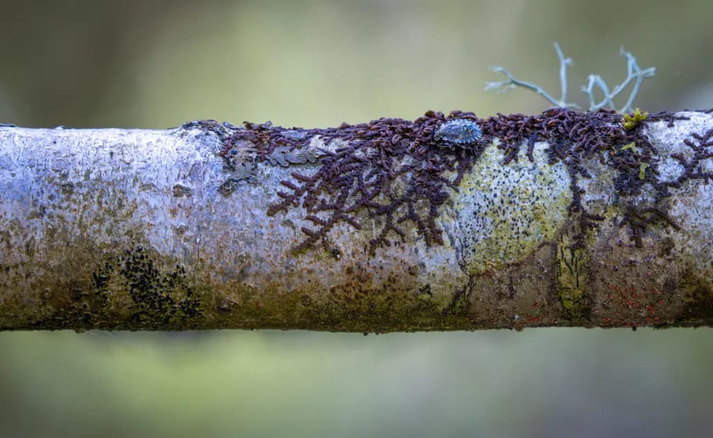 Nature's Whimsical Canvas: A Close-Up Journey Through the Textures of Life
