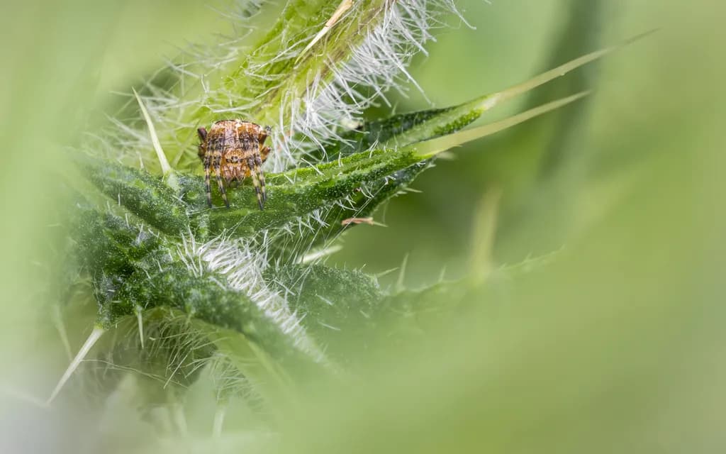Whimsical World of the Tiny: A Close-Up Encounter with Nature's Little Marvels