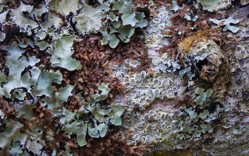 Lichen Love: A Whimsical Journey Through Nature's Textured Palette