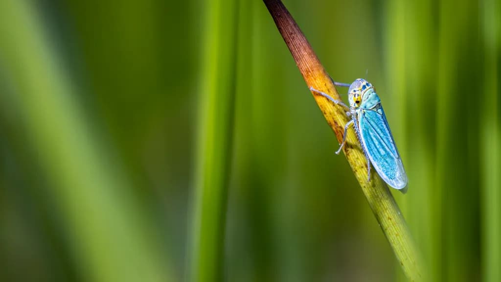 Whimsical Wings: A Close Encounter with Nature's Tiny Marvel
