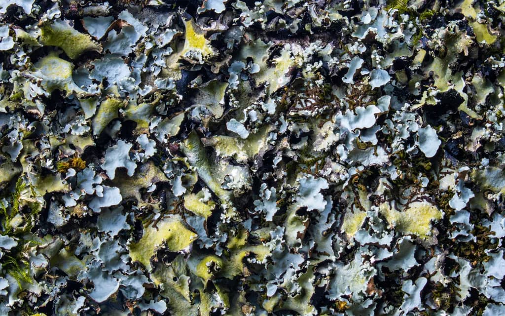 Lichen Love: A Whimsical Dance of Nature's Textured Palette