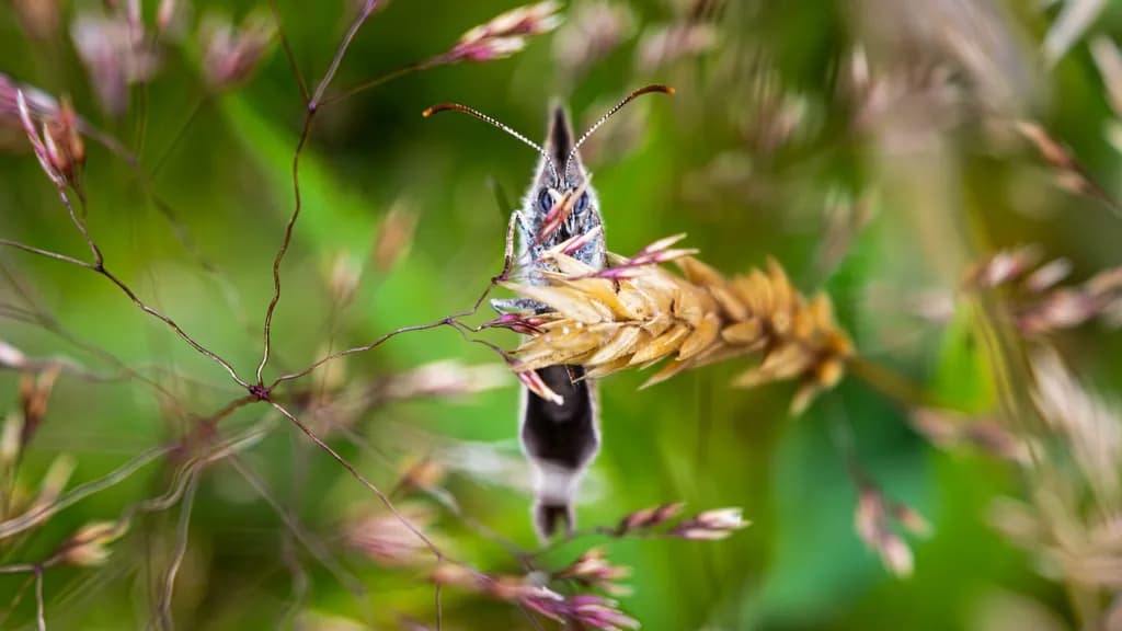 Whimsical Wanderer: A Butterfly's Dance Among Golden Grains