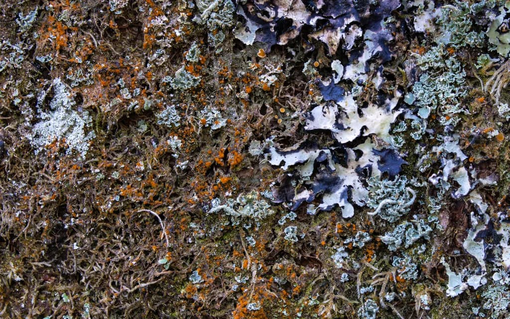 Whimsical Textures of Nature: A Lichen and Moss Symphony in Color