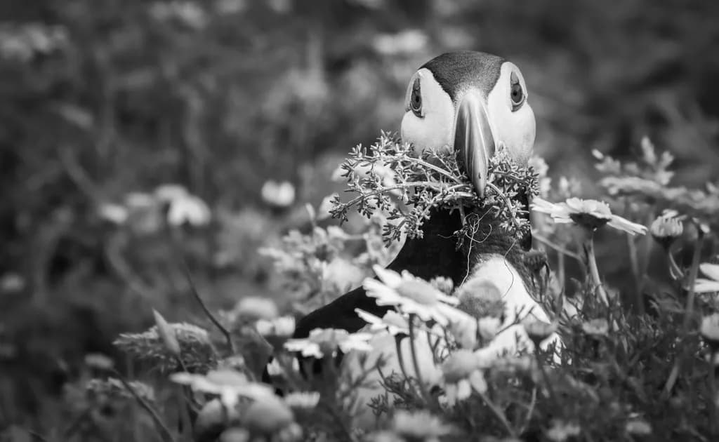 Whimsical Forager: A Puffin's Black and White Floral Adventure