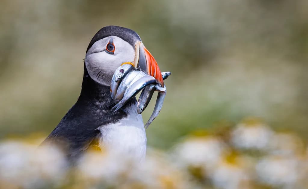 Puffin's Plentiful Catch: A Whimsical Dive into Nature's Bounty