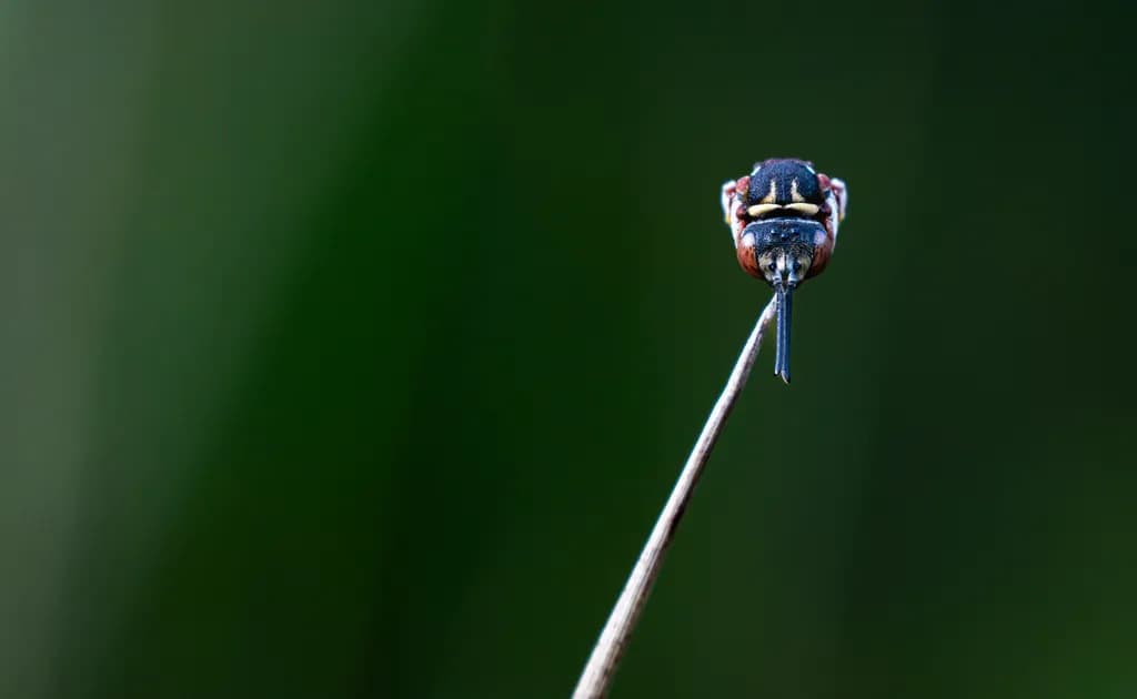 Nature's Tiny Marvel: A Close-Up Encounter with an Insect's World