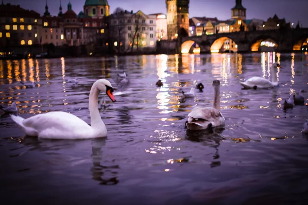 Evening Elegance