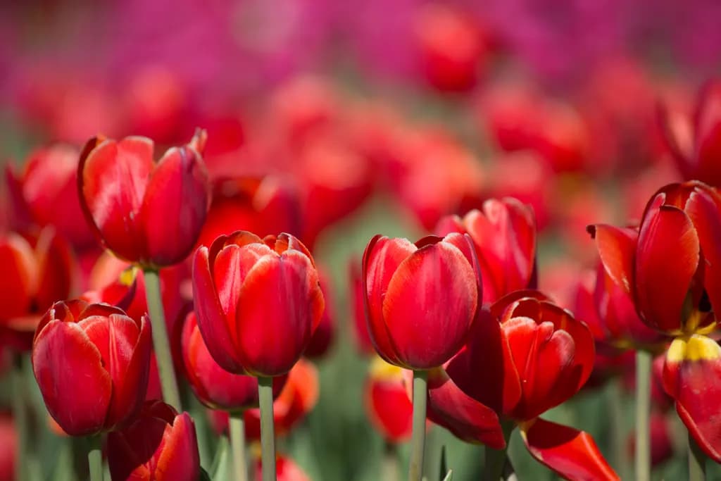 Tulip Field