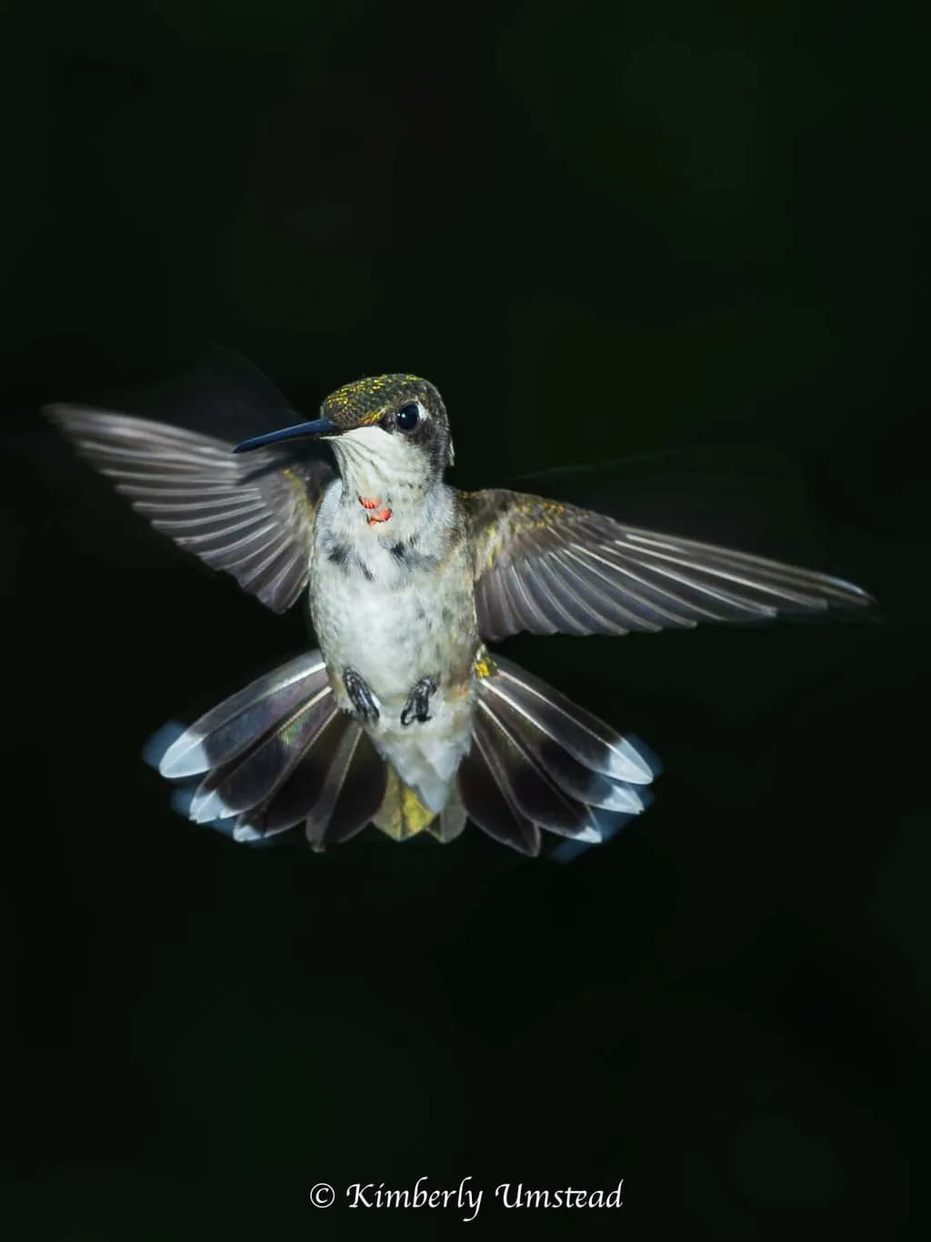 Hummingbird in Flight