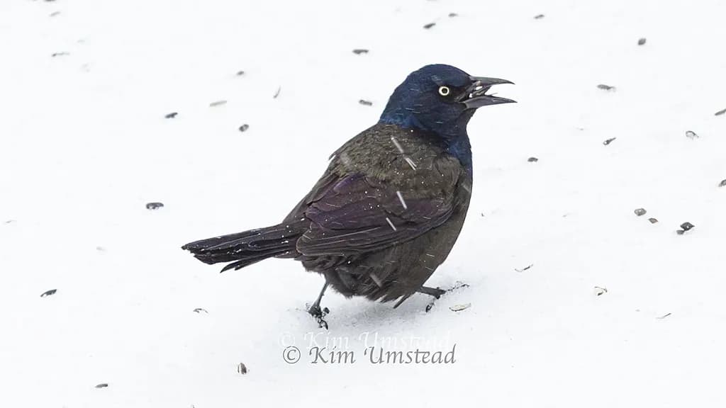 Iridescent Grackle in Snow