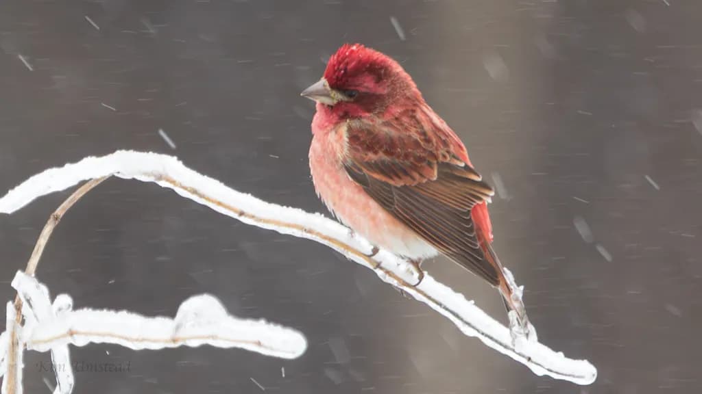 Winter Perch