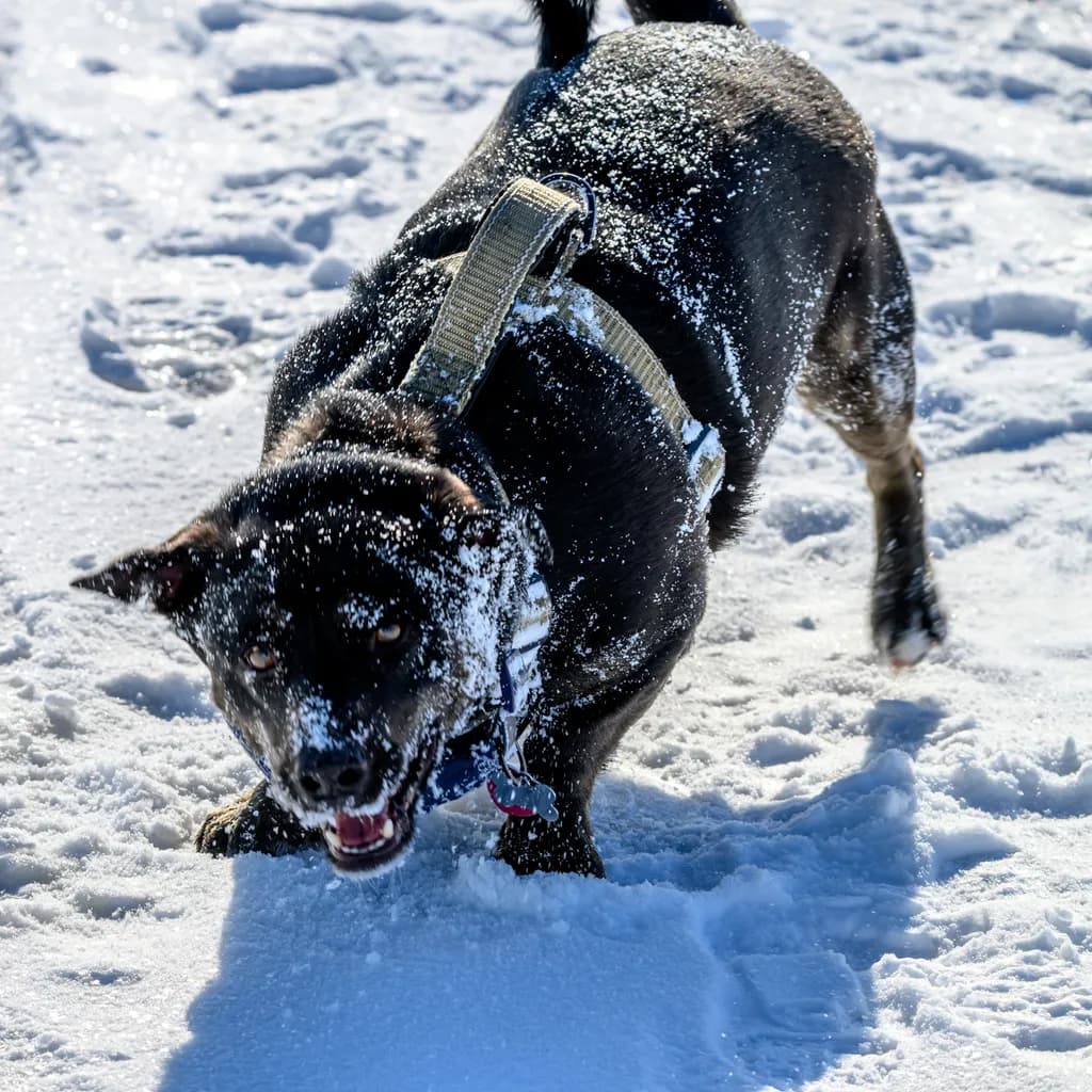 Snowy Playtime