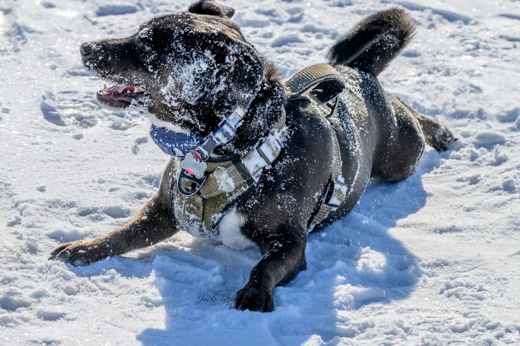 Snowy Playtime