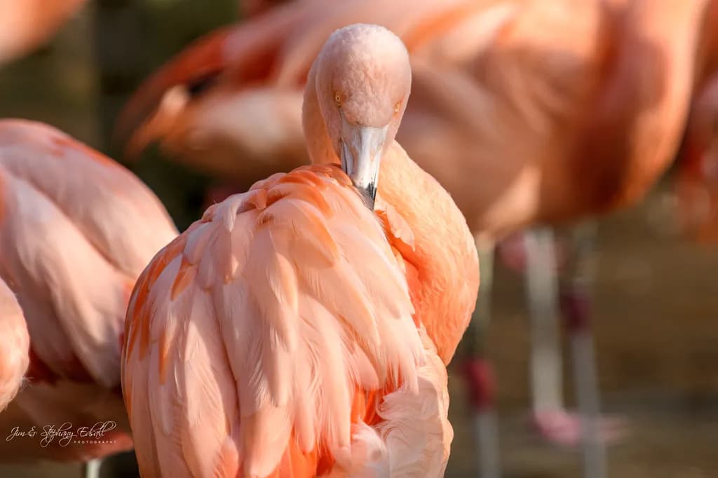 Flamingo Grace