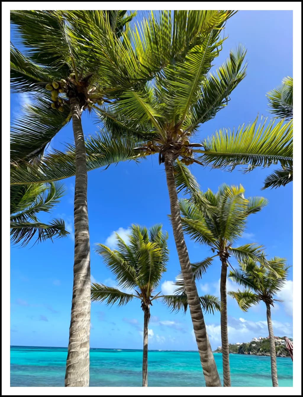 Tropical Serenity: A Dance of Palm Trees Against the Azure Sky
