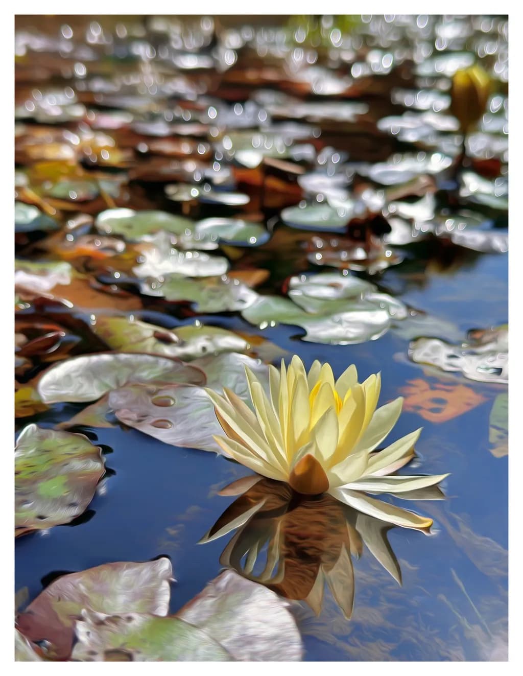 Serenity in Bloom: A Tranquil Water Lily Reflection on Still Waters