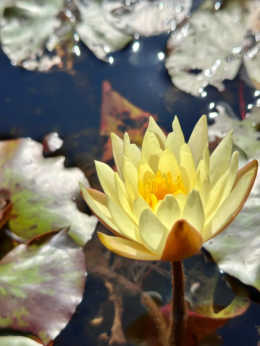 Serenity in Bloom: A Yellow Lotus Dancing on Water's Surface