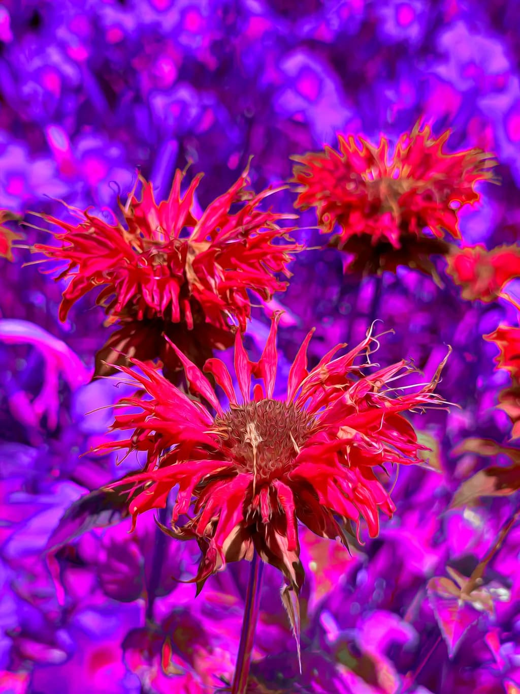Vibrant Blossoms: A Dance of Red and Purple Petals in Nature's Canvas