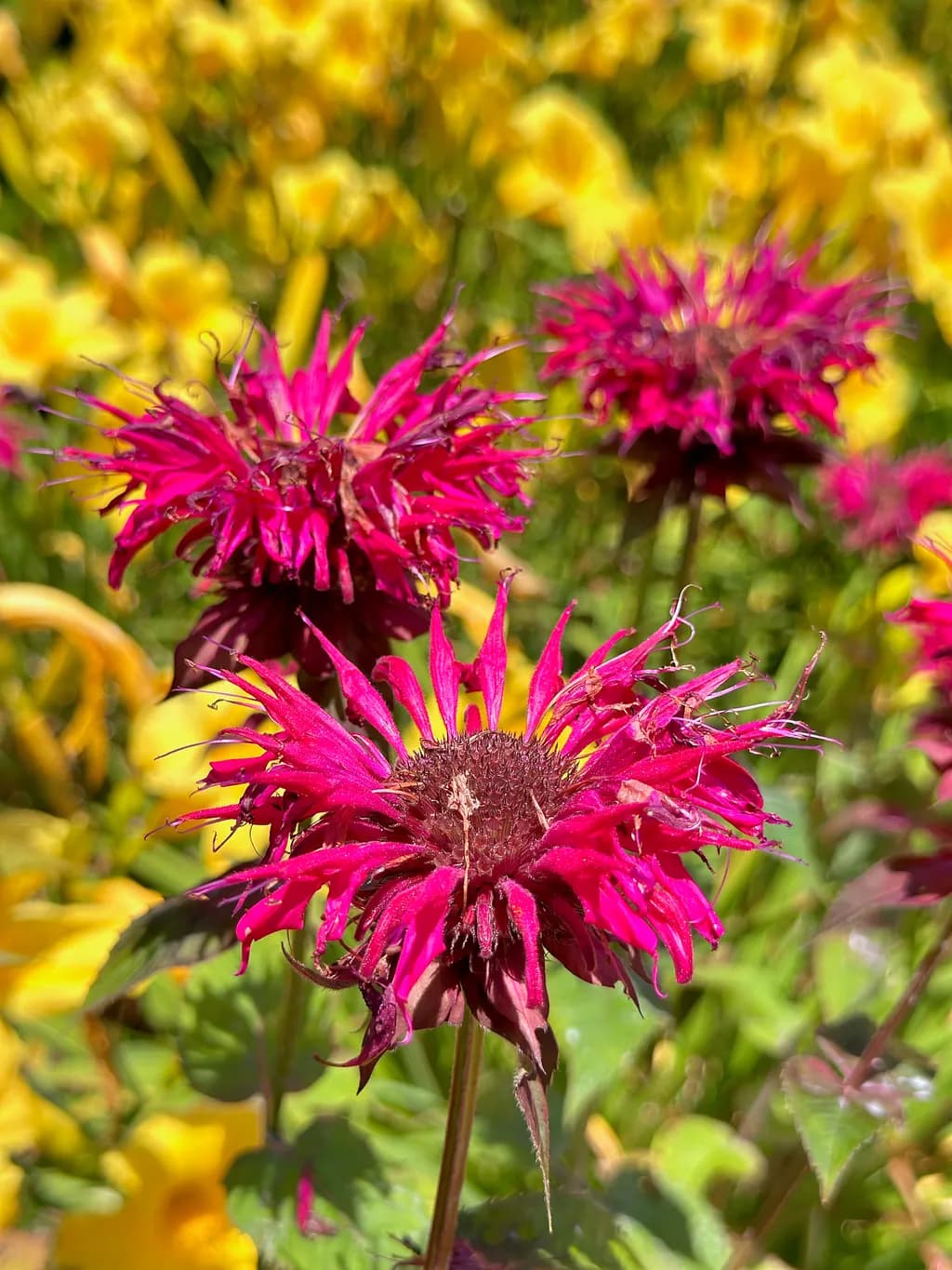 Vibrant Blossoms: A Dance of Fuchsia and Gold in Nature's Palette